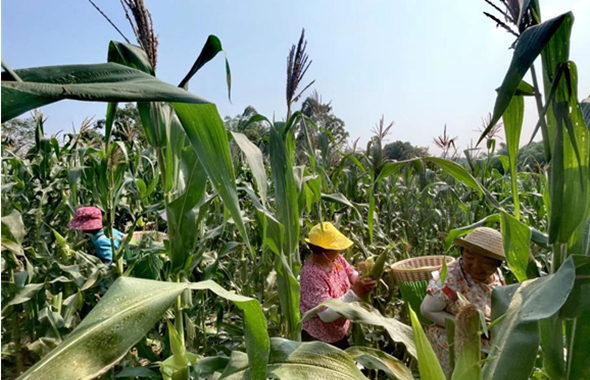 乡村振兴进行时！城乡公司首个高标准农田百亩玉米迎丰收